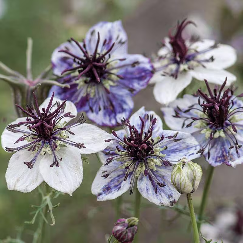 100 Organic Nigella Delft Blue Seeds New Love in A Mist Variety Beautiful Flowers Named After Famous Delft Porcelain Jungfer Im Grünen Samen