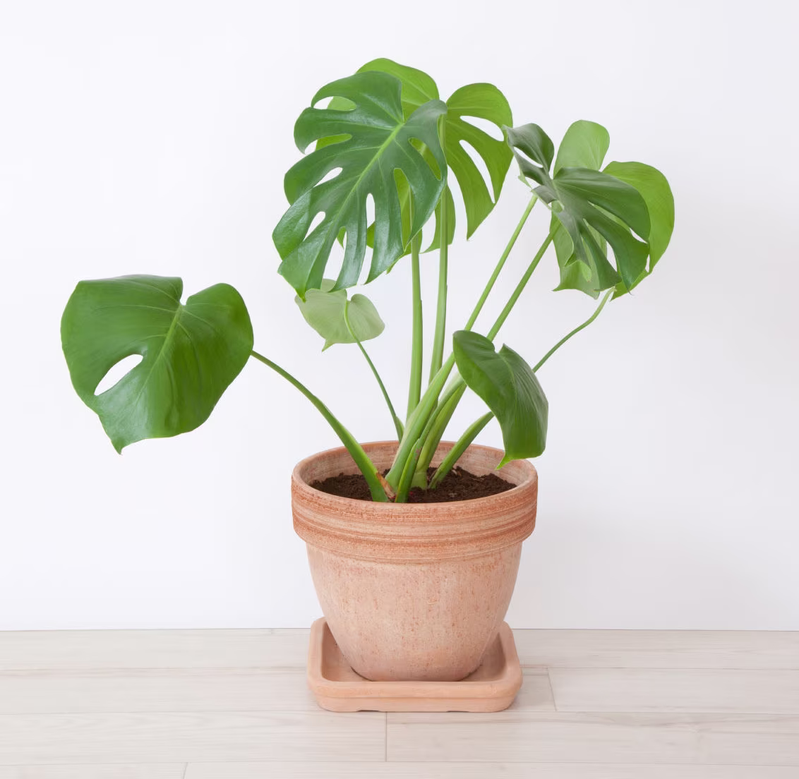 Monstera Deliciosa Swiss Cheese Houseplant Seeds - Tropical Indoor House Plant 15 Fresh Rare Easy To Grow