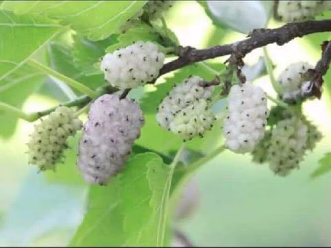 10 X White Mulberry Tree Seeds. Morus Alba