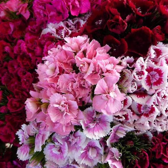 Dianthus Sweet William Herald Of Spring Mix Seed 50