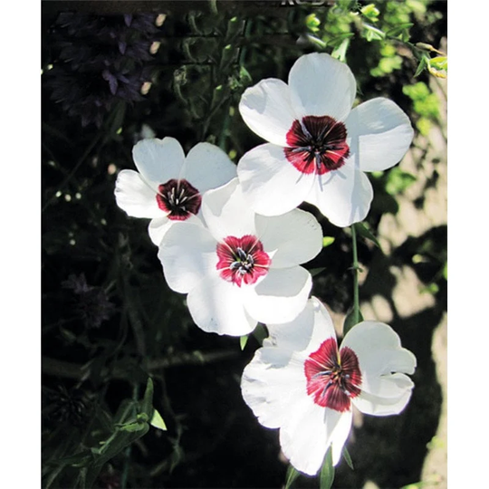 Rare Original Seeds Flower Linen Large-Flowered "Clear Eyes