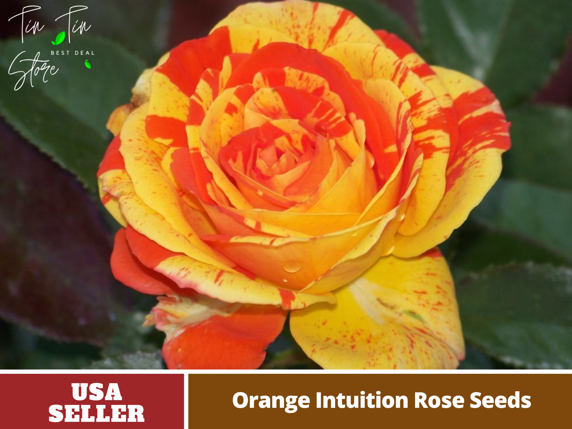 30 Rare Seeds - Orange Intuition Rose Seeds-Perennial -Authentic Seeds-Flowers -Organic. Non Gmo -Mix Seeds For Plant-B3G1 #1095