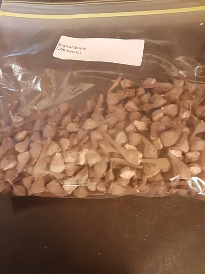 Bigleaf Maple Tree Seeds | Acer Macrophyllum | Big Leaf Tree