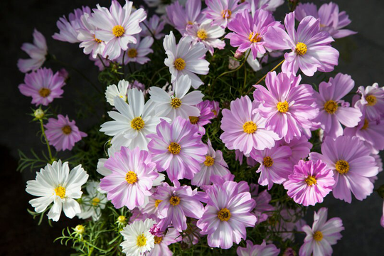 Cosmos Lovesong | Cosmos Bipinnatus Approx. 25 Seeds Dwarf Habit