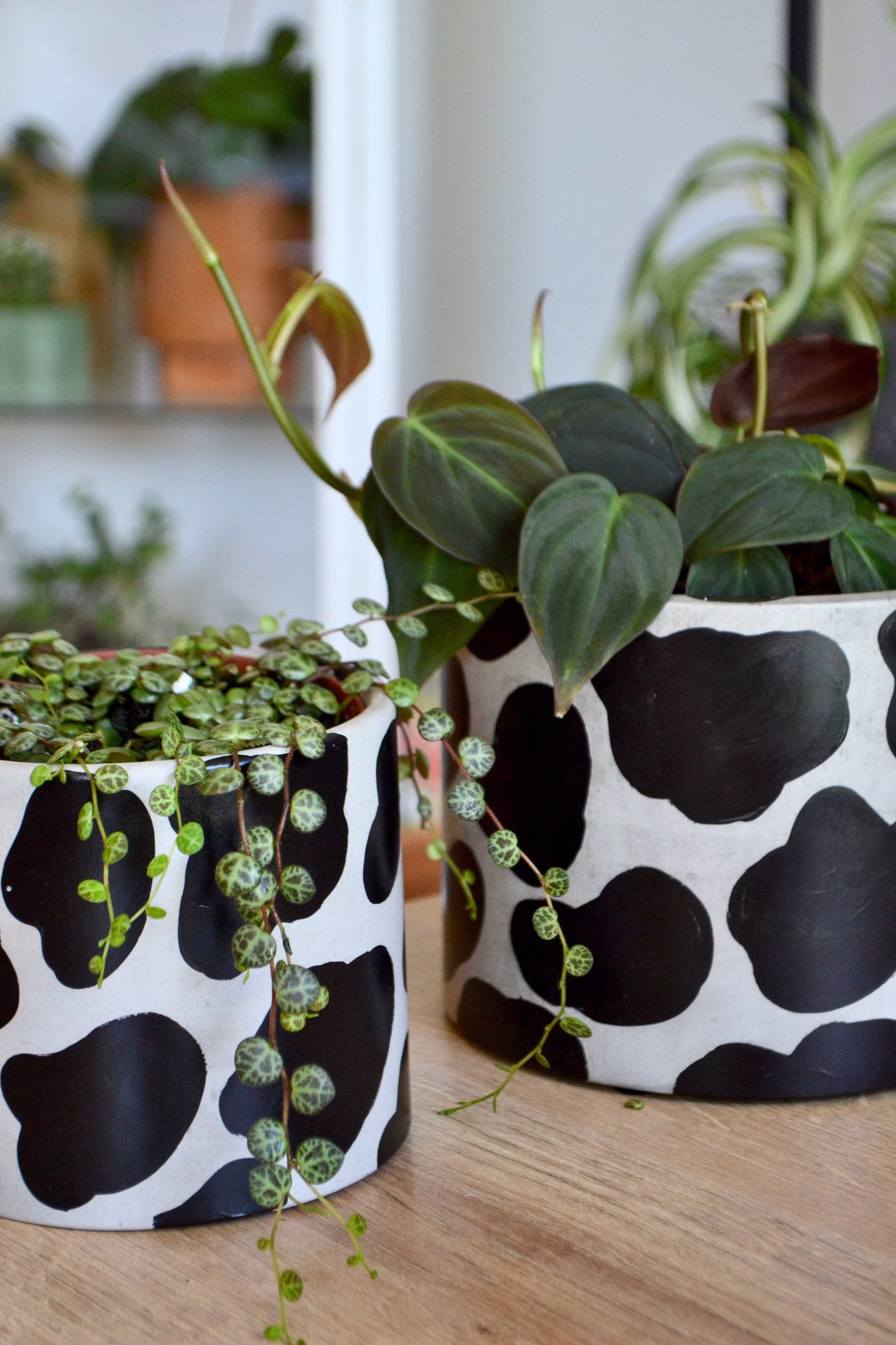 Modern & Minimal Cow Pattern Concrete Planter With Drainage in Multiple Sizes | Handpainted Gray Base