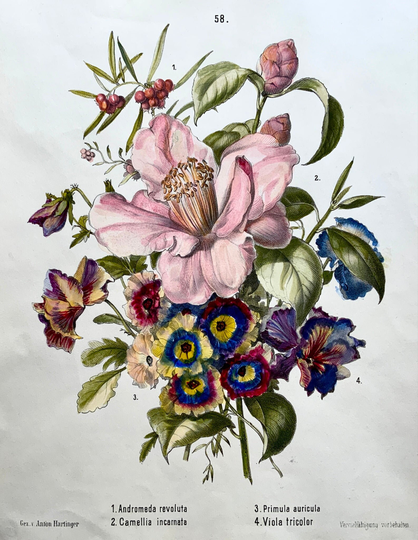 Antique Original From 1860 C Anton Hartinger | B1806 Bouquet Stone Lithograph Hand Coloured. Folio - Botany