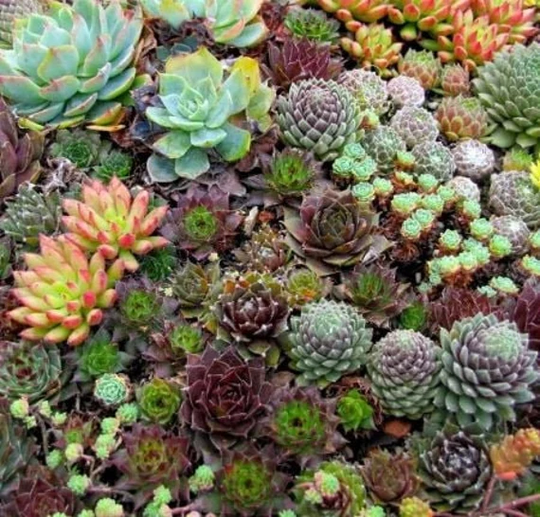 Sempervivum Seeds X 100 - Super Mixed Selection From UK Grower Easy To Grow Hardy Succulent Plant Wide Colour Range