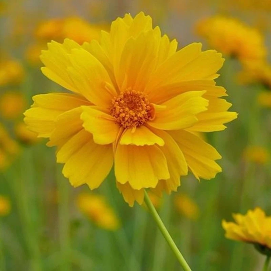 Sulfur Cosmos Golden Valley Seeds Annual Cold Resistant Non Gmo For Planting | 203158