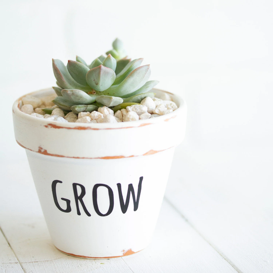 Local Pickup - Waterloo, Ontario Potted Succulent in 3