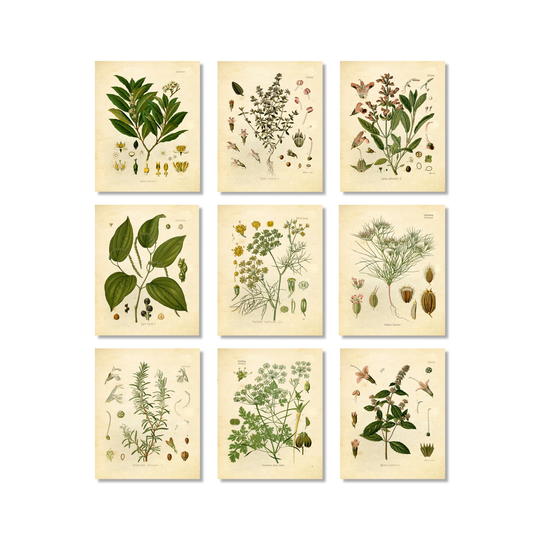 Herb Botanical Prints - Set Of 9 5x7- Unframed