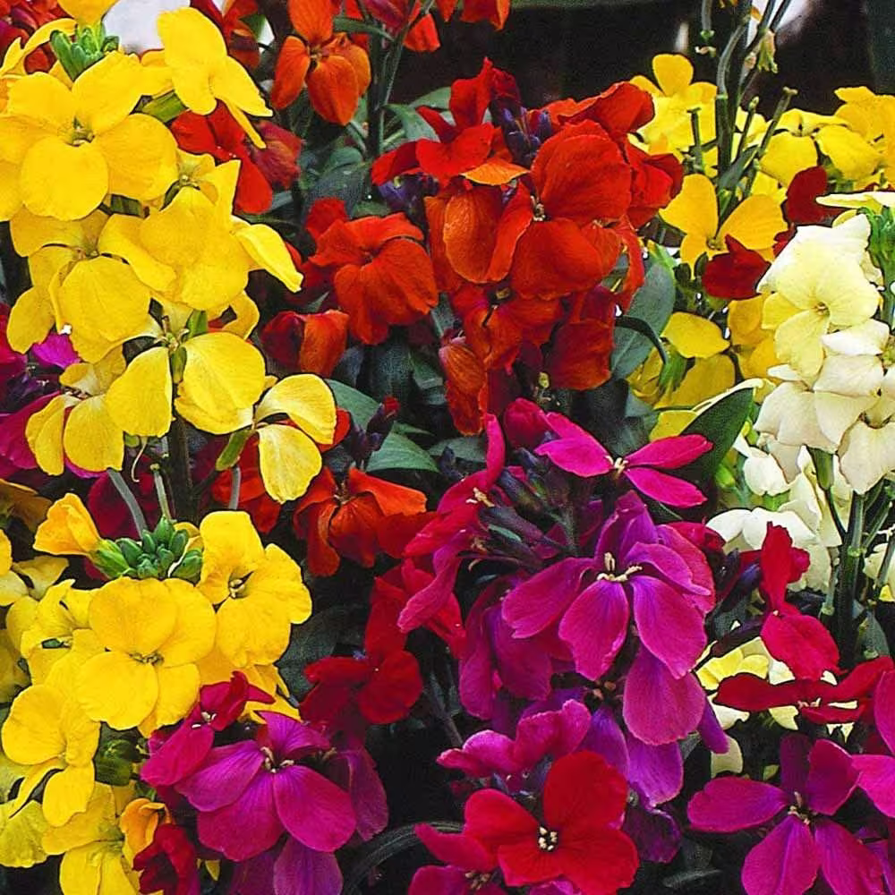 Wallflower Fair Lady Mixed Approx. 1, 000 Seeds Biennial, Bedding Plant