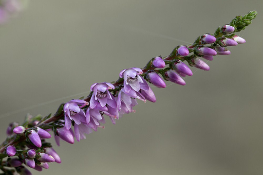 Calluna Vulgaris - Ling | Common Hether, Approx, 1000 Seeds Fairy Flower Seeds