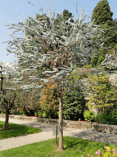 Silver Dollar Eucalyptus Pulverulenta 30 Seeds Silver-Leaved Mountain Gum