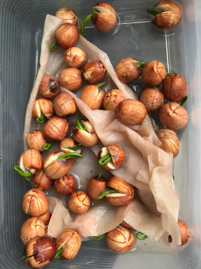 18 Lotus Seeds