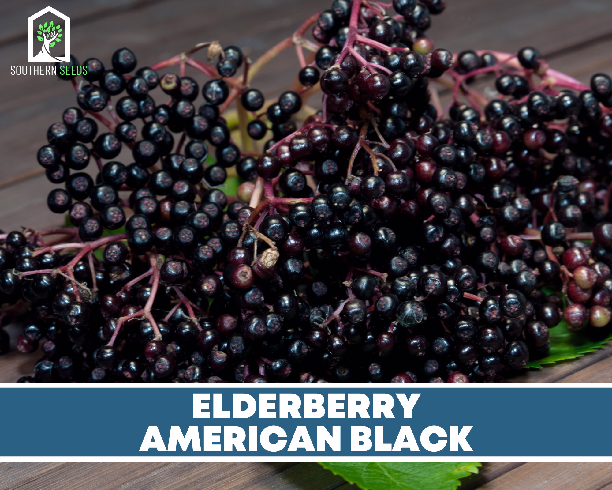 Elderberry, American Black - Heirloom Seeds Culinary & Medicinal Non Gmo | Sambucus Canadensis