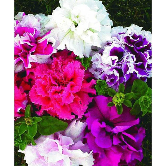 Petunia Double Duo Mix F1 Seeds Annual Hybrid Non Gmo For Planting | 202587