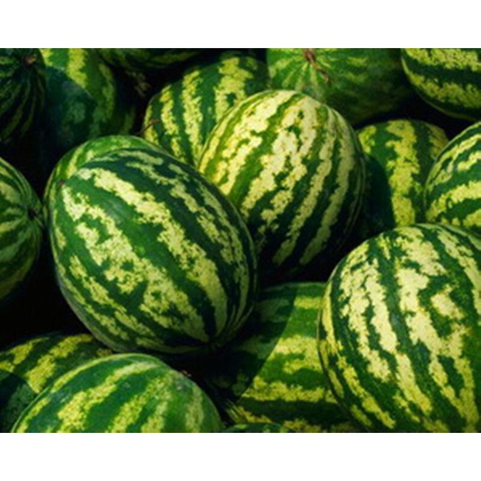 Watermelon Alaya Ulybka Seeds Heirloom Non Gmo For Planting | 203339