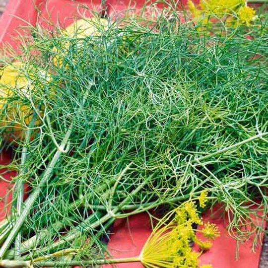 Rare Original Seeds Dill "Hercules