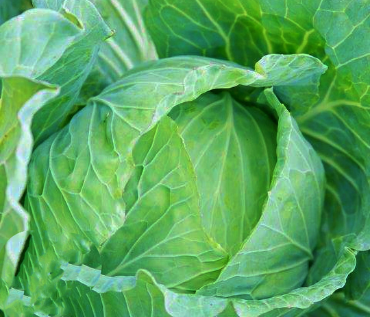 Drumhead Cabbage Seeds/Heirloom Garden Open Pollinated Container Gardening Vegetable Non-Gmo