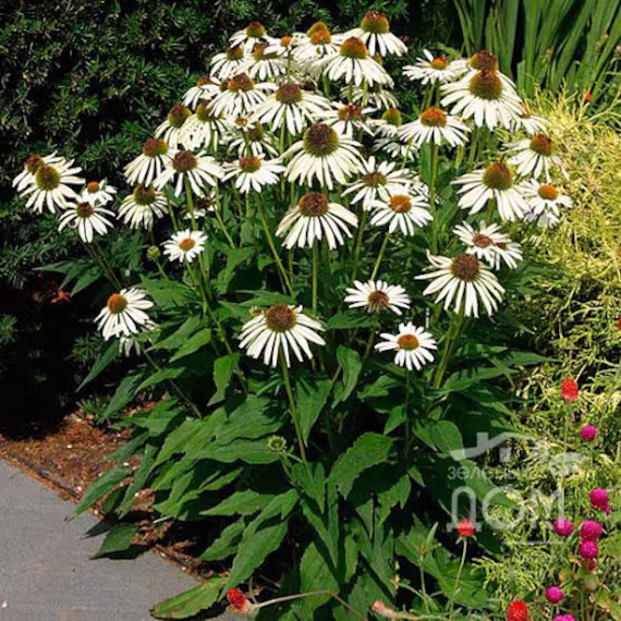 Echinacea White Flower Seeds