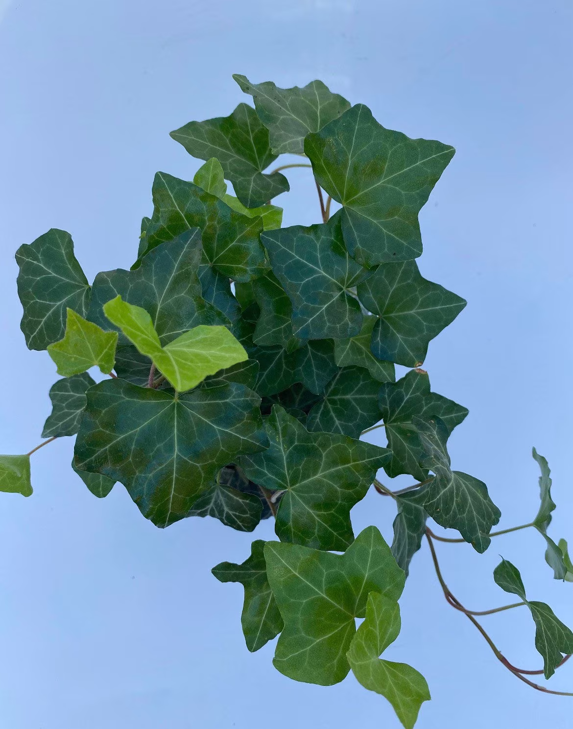 Green Ivy 4