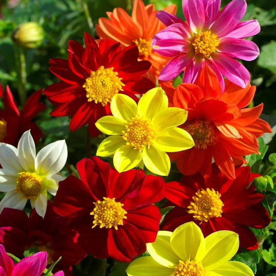 Usa Seller Mignon Mix Dahlia 10 Seeds Heirloom Hortensis