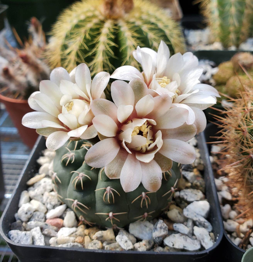 Gymnocalycium Platense | Britton & Rose | 15 Seeds