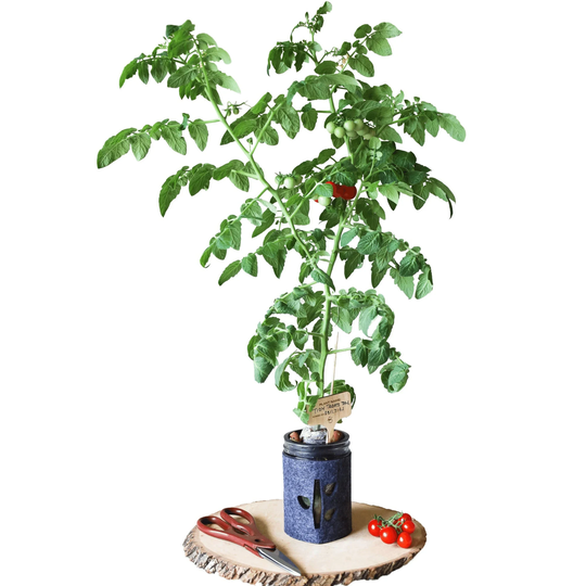 Hydroponic Tomato Garden Kit, Indoor Mason Jar Garden, Supplies, Plant, Seeds