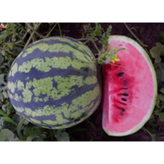 Watermelon Spassky Seeds Heirloom Non Gmo For Planting | 203069