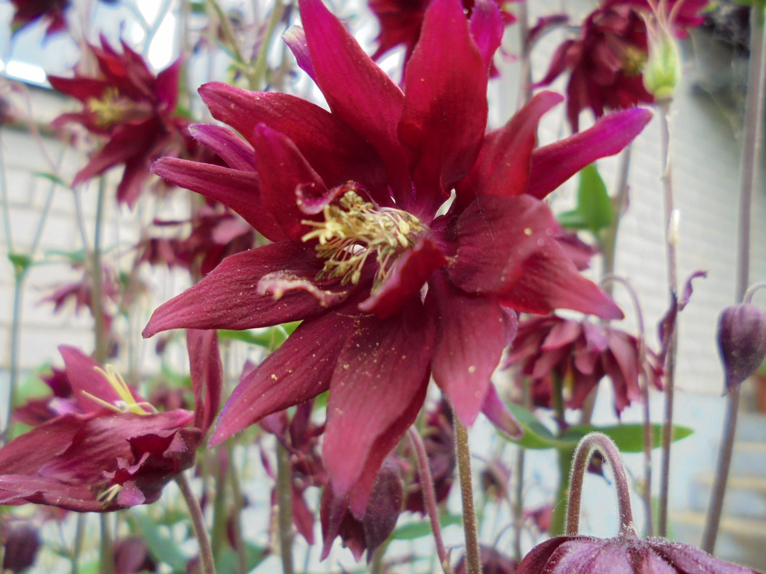 Columbine Aquilegia, 80 Seeds Mix, Pink Red Perennial Flower, Double Single Flowered Mix