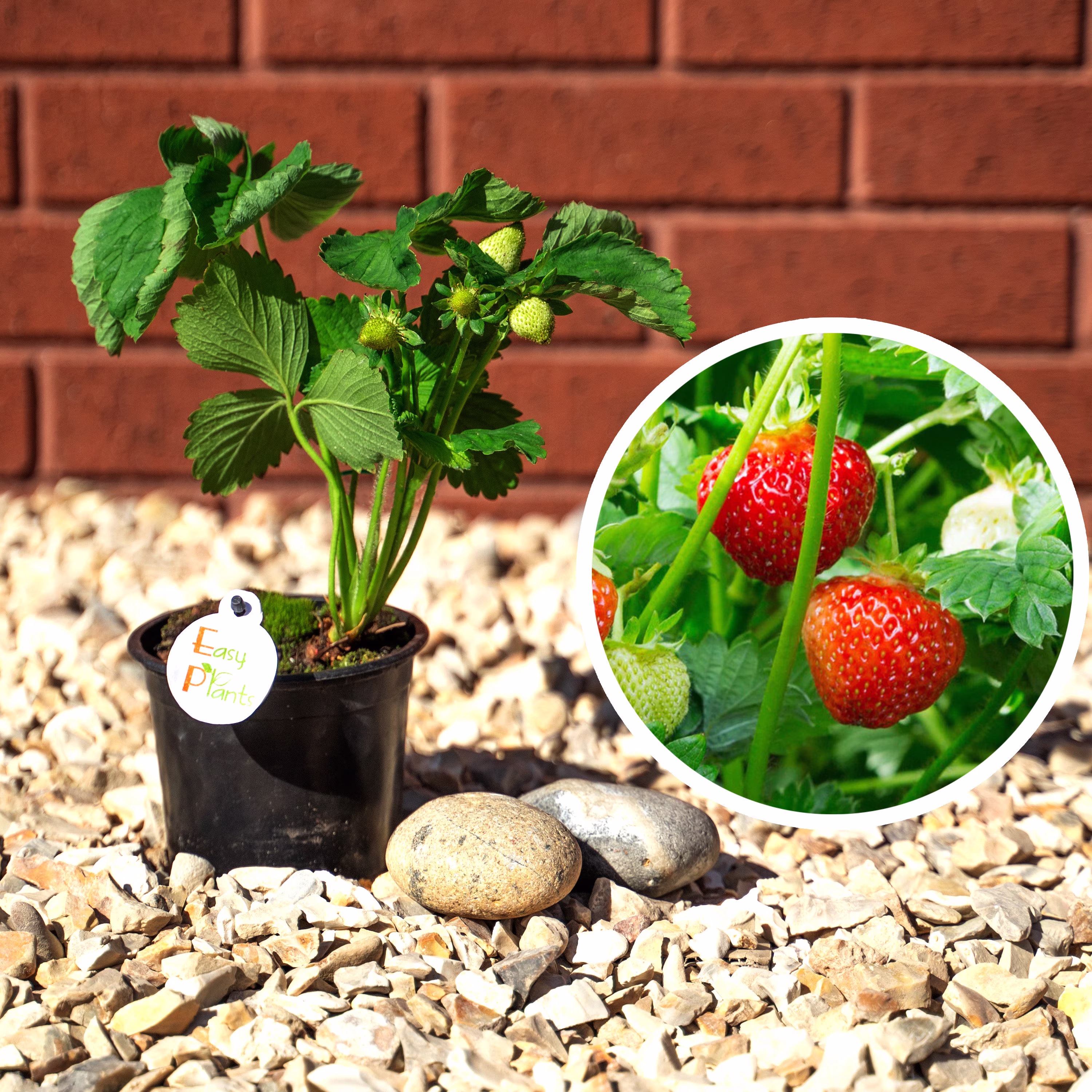 strawberry Plants Sweetheart Garden Plants - Outdoor Fruit in 12cm Pot