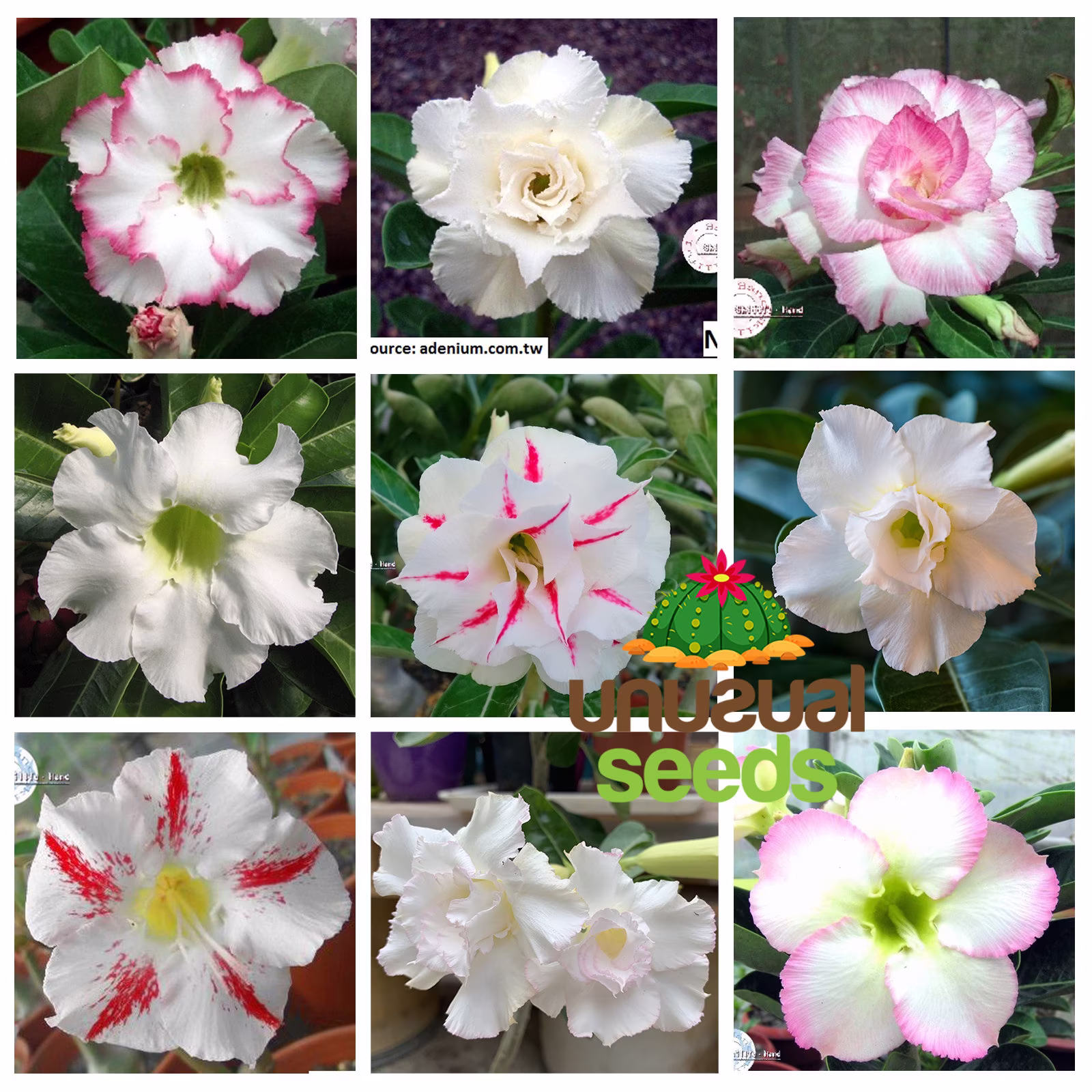 Adenium Obesum White Multipetal Mix/5 Seeds | Desert Rose, Sabi Star, Rosy Adenium
