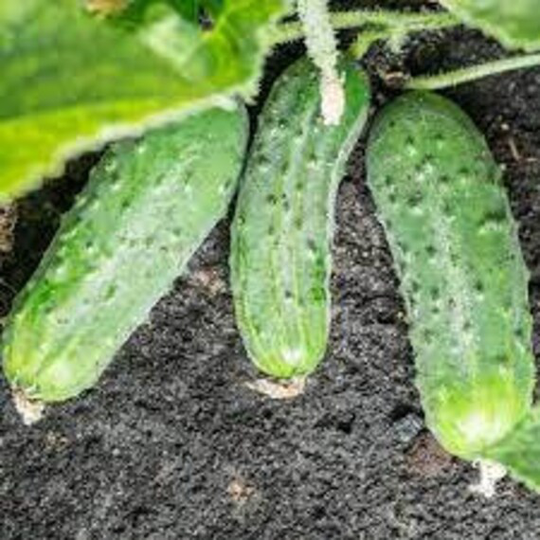 Homemade Pickles Cucumber, Us Seeds Non Gmo Organic Heirloom, Free With Order