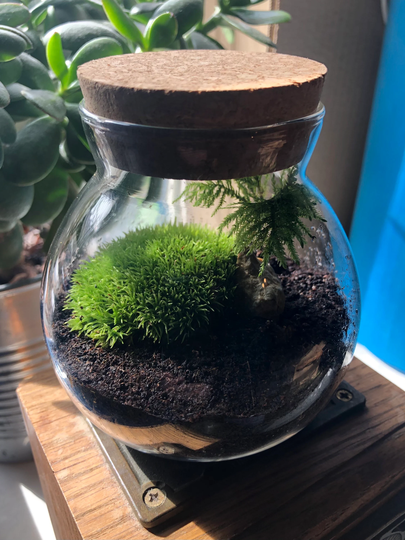 Mini Terrarium With Cork Lid Moss Stopper Live Bun Cushion Kit