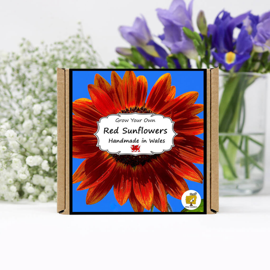 Grow Your Own Red Sunflower Plant Kit