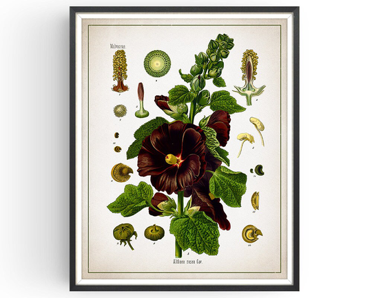Hollyhock - Botanical Print Hollyhock Vintage Medicinal Plant Botany Decor Kitchen Unframed
