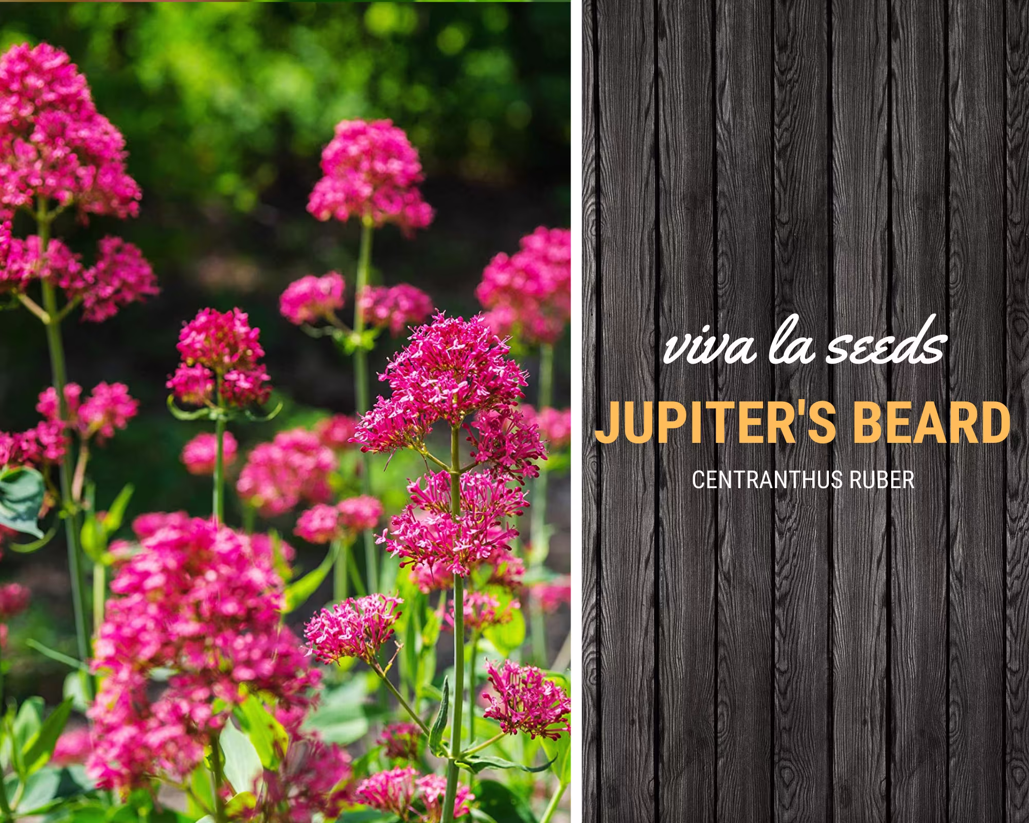 Jupiter's Beard, Red | 50 Seeds Longtime Blooms & Pollinator Friendly Non Gmo Centranthus Ruber