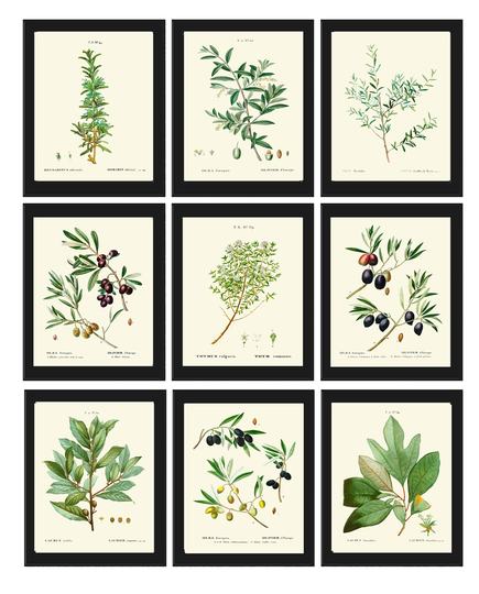 Herbs Spices Botanical Wall Art Print Set Of 9 Beautiful Antique Olive Thyme Laurel Illustration Kitchen Dining Room Home Decor To Frame Tda