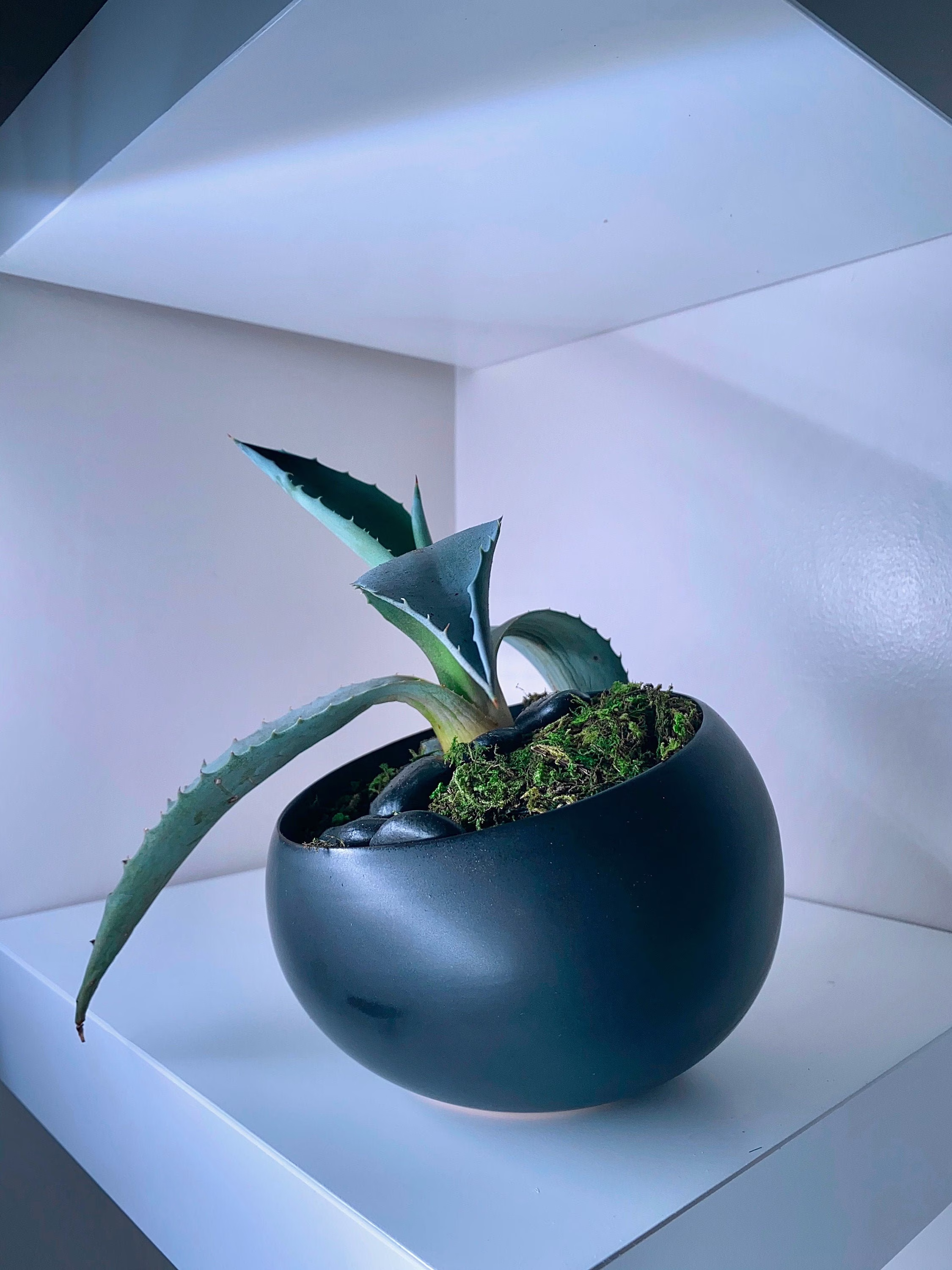 Sloped Black Modern Ceramic Planter Pot For Succulents/Bonsai/Orchid 4