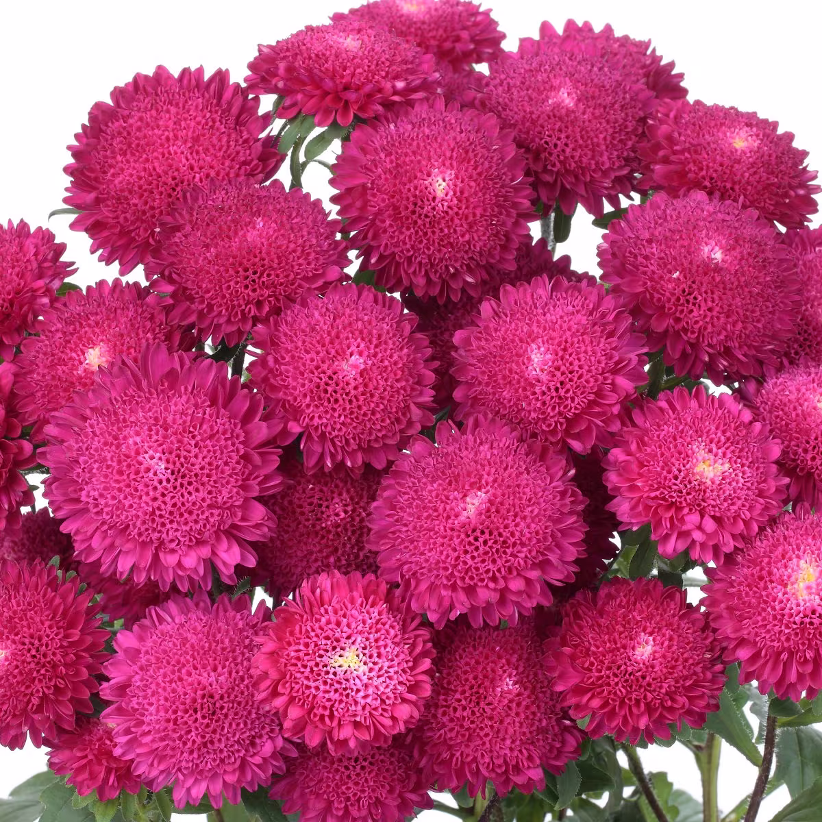 Aster Seeds 50 Bonita Rose Cut Flower