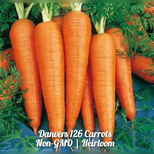 Danvers 126 Carrot 300 Seeds | Non-Gmo Free Shipping
