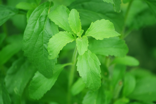 20 Organic Stevia Seeds, Rebaudiana, Natural Herbal Sweetener