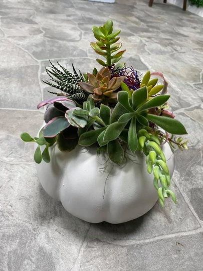 Live Succulent Pumpkin Creation/Fall Harvest Office Desk Arrangement Planter Live Plants Easy Low Maintenance Home Decor