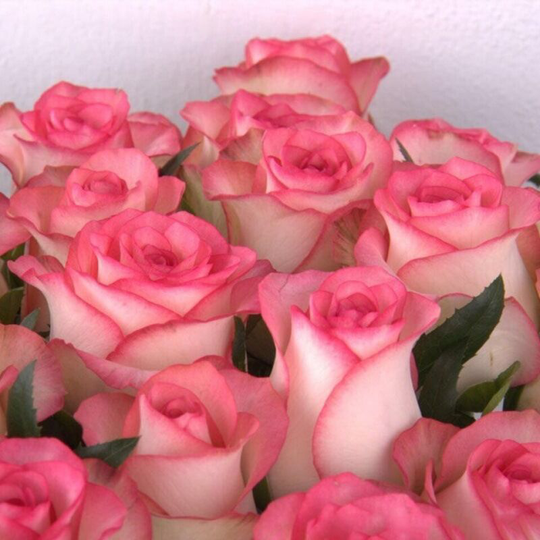 10 Seed Pack Pink Rose Bush Bare Root Plant Shrub