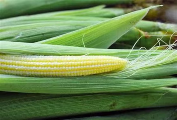 30 Heirloom Baby Corn Seeds, Japanese Hullness, Mini Non Gmo Organic Asian