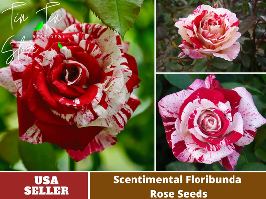 30 Rare Seeds-Scentimental Rose Seeds -Perennial -Authentic Seeds-Flowers -Organic. Non Gmo -Vegetable Seeds-Mix Seeds For Plant-B3G1#1138