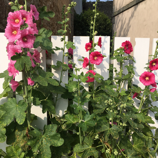 Hollyhocks | Alcea Rosea | Mixed Colours | Sold As Roots To Plant Yourself Free UK Postage