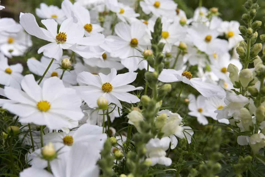 Cosmos Bipinnatus Purity, Approx. X50 Seeds