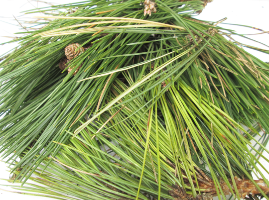 Pine Needles Fresh Wild Organic Scots Scotch Pinus Sylvestris 200G 4L