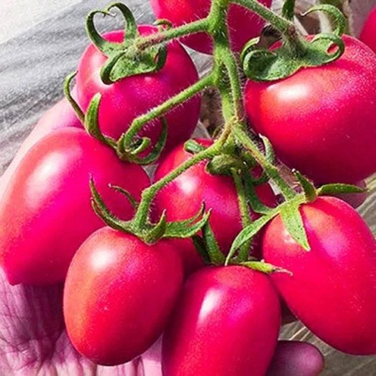 Seeds Tomato Eldorado Raspberry Mid-Ripe Juicy Tasty Fragant Vegetable Seeds From Ukraine